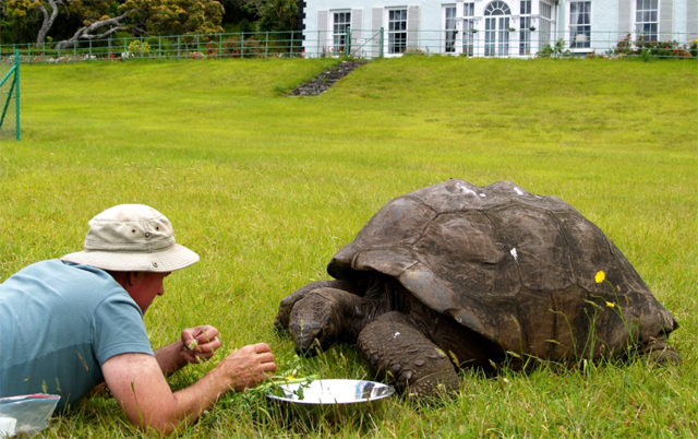 Un hombre con sombrero tumbado en la hierba da de comer a Jonathan, una tortuga gigante, frente a Plantation House, en la isla de St Helena