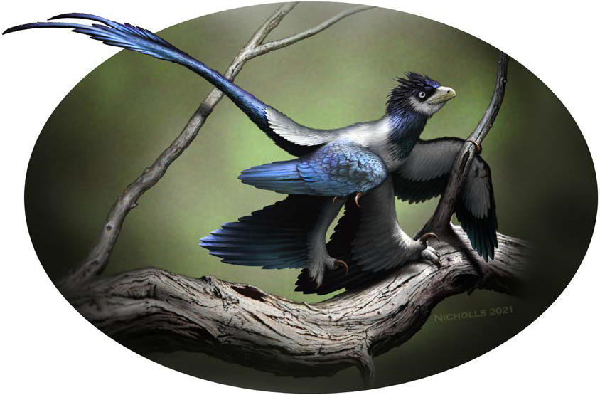 Ilustración artística de Wulong bohaiensis, otro dromeosáurido emplumado de la formación Jiufotang, posado en una rama, con plumas largas en brazos, patas y cola; no es Norellraptor